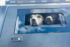 Pet Window for Canopy